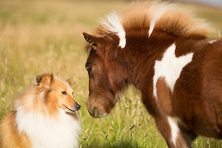 Breckenlea Croft Tours Logo