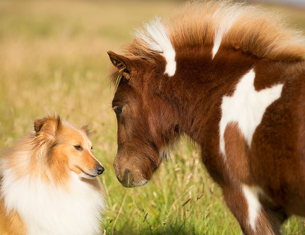 Breckenlea Croft Tours