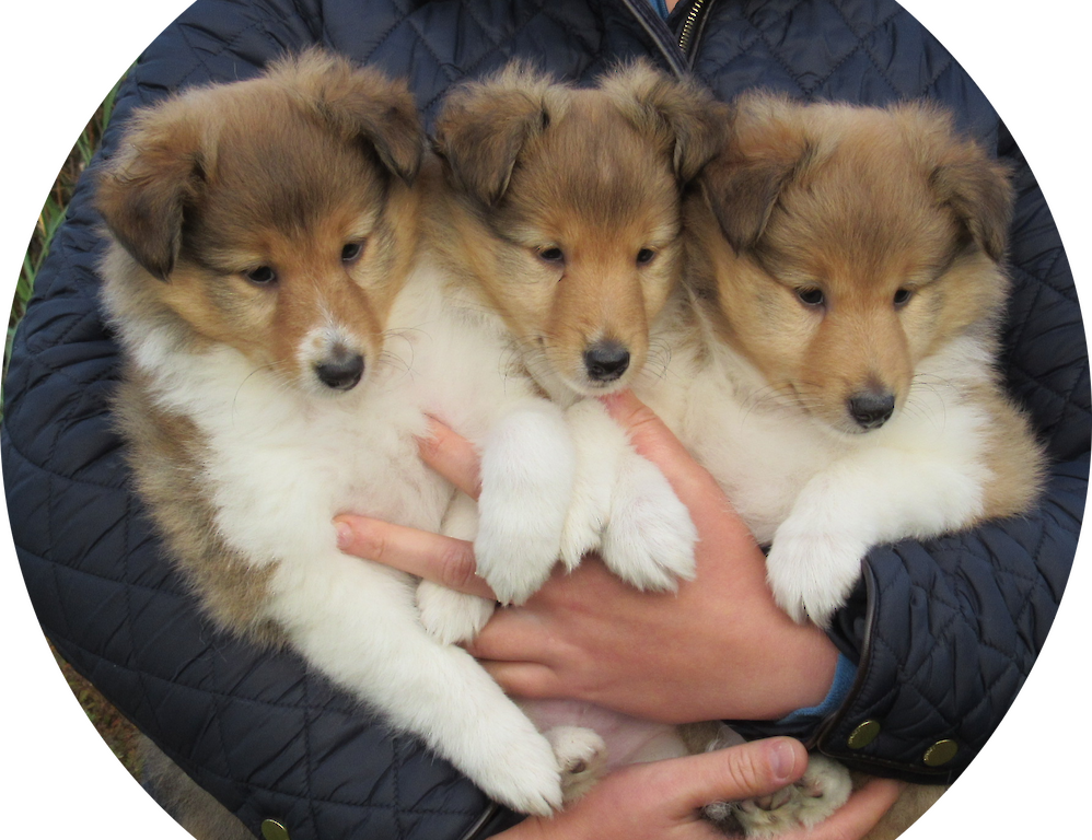 Breckenlea Croft Tours