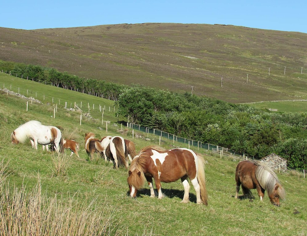 Breckenlea Croft Tours