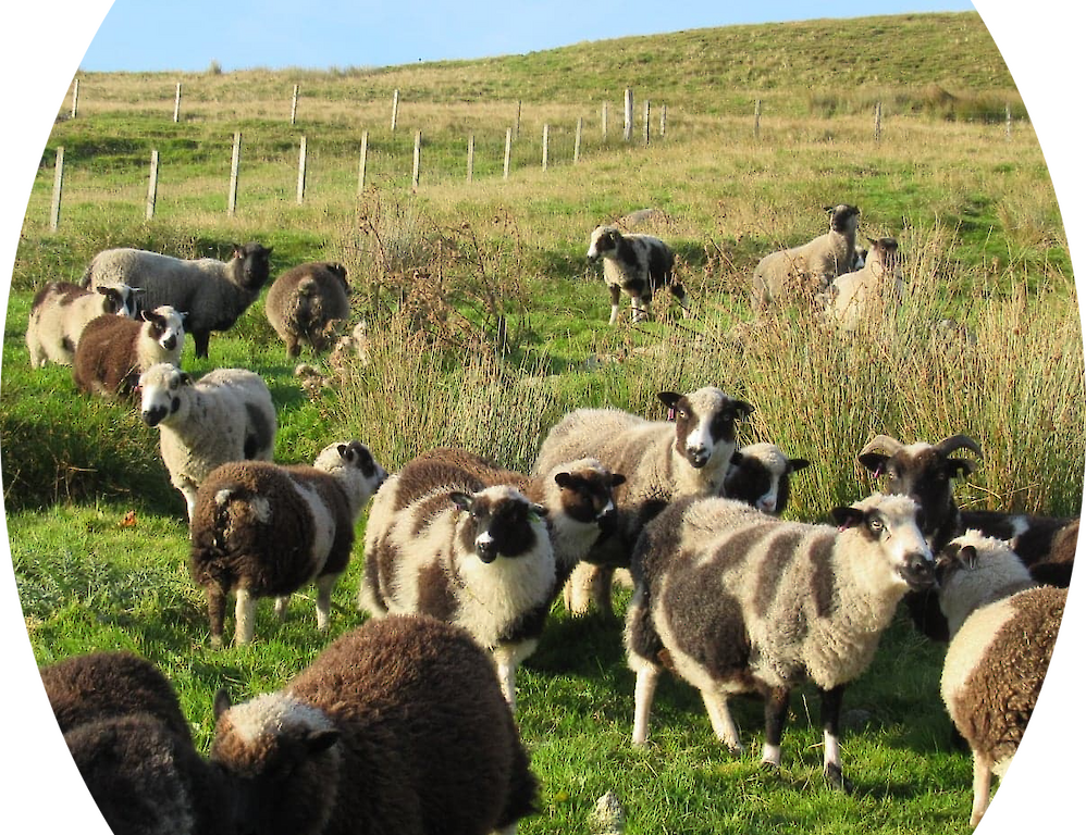 Breckenlea Croft Tours