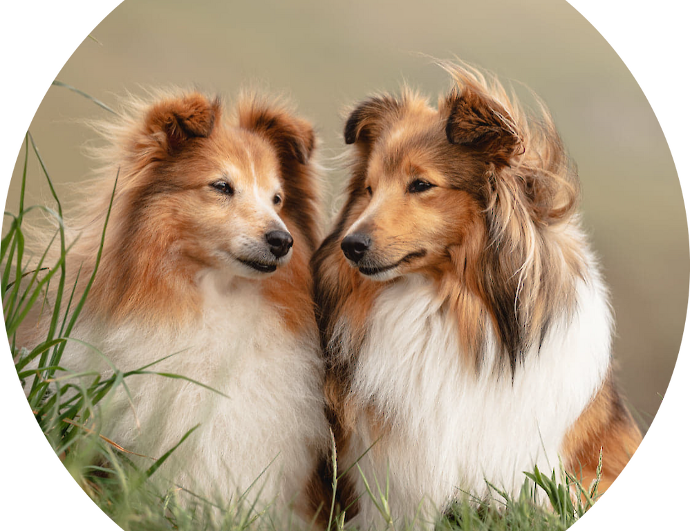 Breckenlea Croft Tours