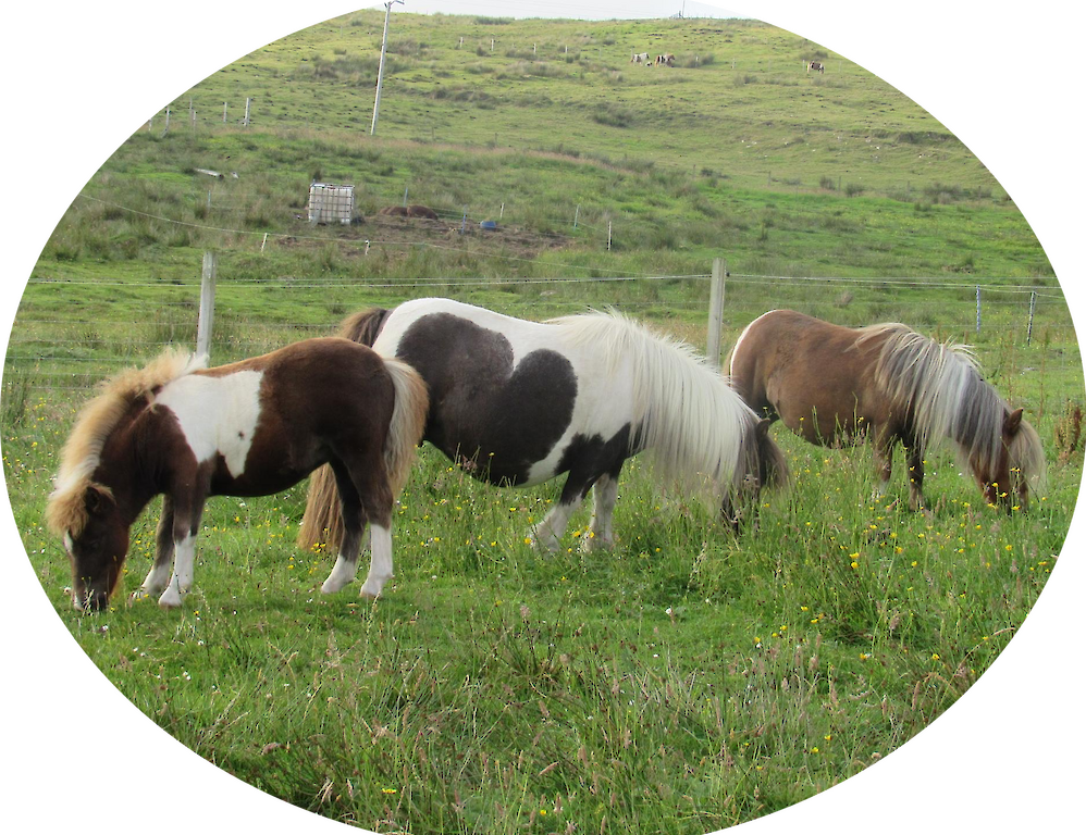 Breckenlea Croft Tours